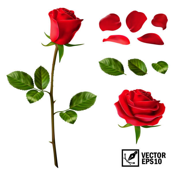 ilustrações de stock, clip art, desenhos animados e ícones de realistic vector elements set of red roses (petals, leaves, bud and an open flower) with the ability to change the appearance of the flower, as in the constructor - nature herb flower arrangement cut flowers