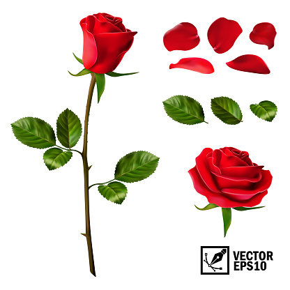 Realistic vector elements set of red roses (petals, leaves, bud and an open flower) with the ability to change the appearance of the flower, as in the constructor