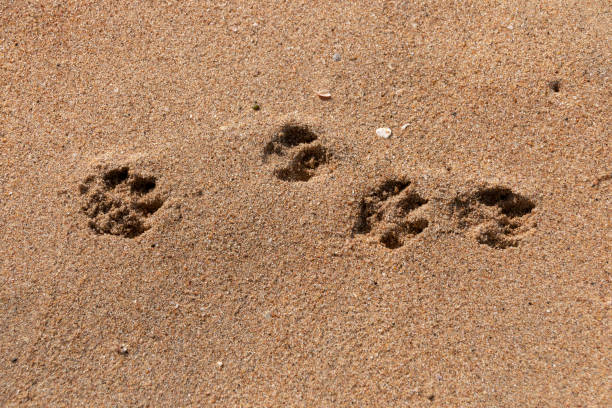 istock Dogs Paws In The Sand 1095304732