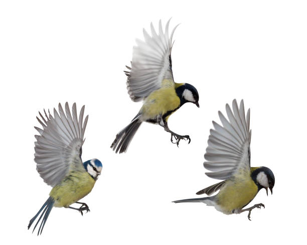 istock photo of three tits in flight 1095304760
