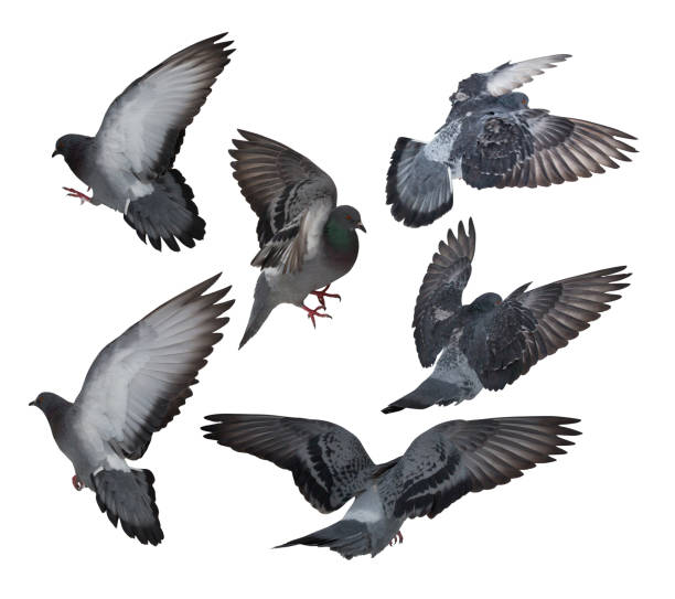 istock six isolated on white dark grey pigeons 1095304768