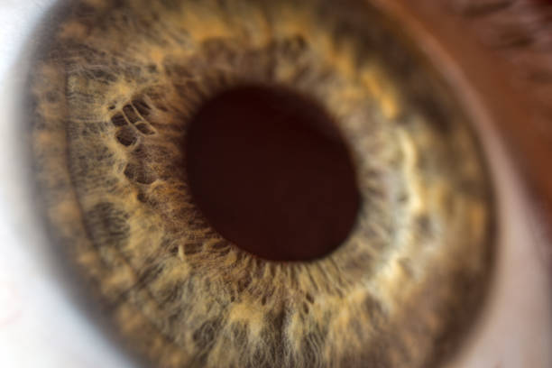 1:1 close-up Macro of a male eye. Great detail of the Iris, Vessels, Pores and little hairs. Shot in Surgery Light. Nikon D800e. Converted from RAW.