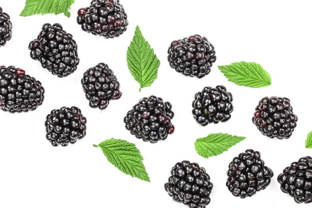 istock Fresh blackberry with leaves isolated on white background with copy space for your text. Top view. Flat lay pattern 1095305208