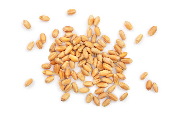 istock wheat grains isolated on white background. Top view 1095305258