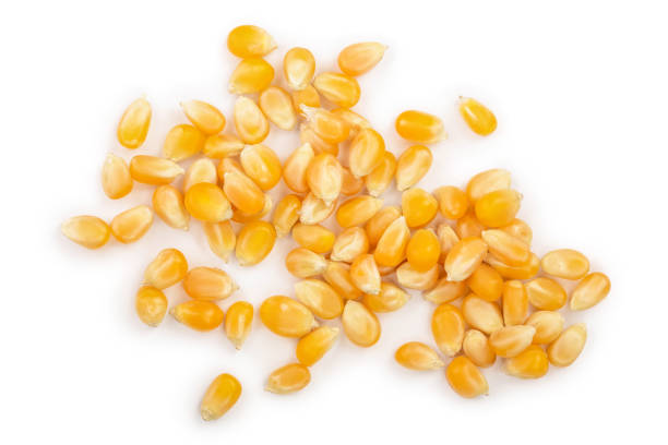 istock The corn seeds isolated on white background. Top view. Flat lay 1095305260