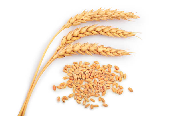 istock grain and ears of wheat isolated on white background. Top view 1095305274