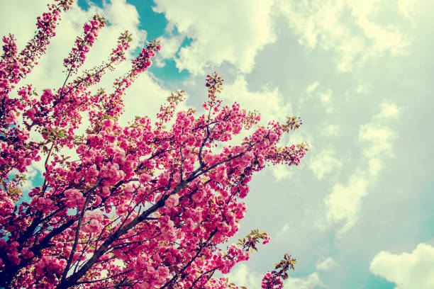 istock Flowering sakura in the botanical garden. selective focus. 1095305344