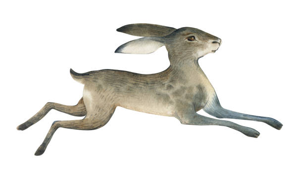 istock Watercolor illustration of brown wild jumping hare isolate on white background. Realistic forest animal sketch. 1095306216