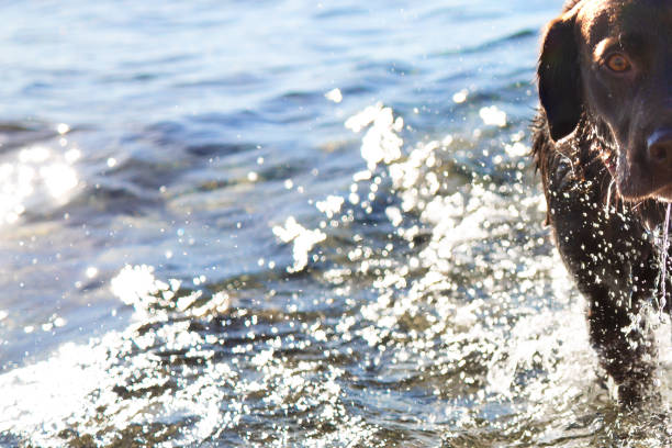 istock Dog bathing in the sea 1095306294