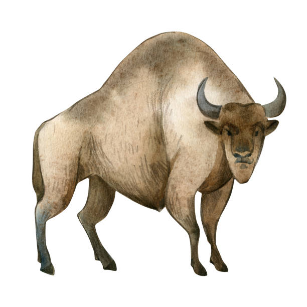 istock Watercolor illustration isolated on white background. Set of huge brown bizon. Simple sketch of wild forest animals 1095307392