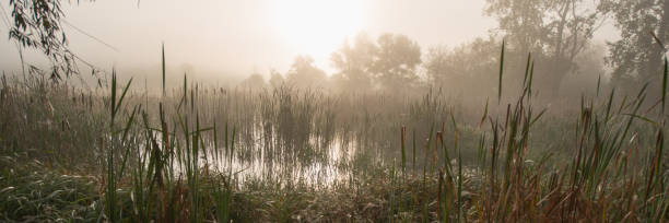 Photo of Dawn in the marshland.
