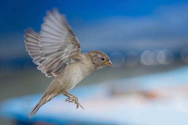 huismus (passer domesticus) tijdens de vlucht - house sparrow stockfoto's en -beelden