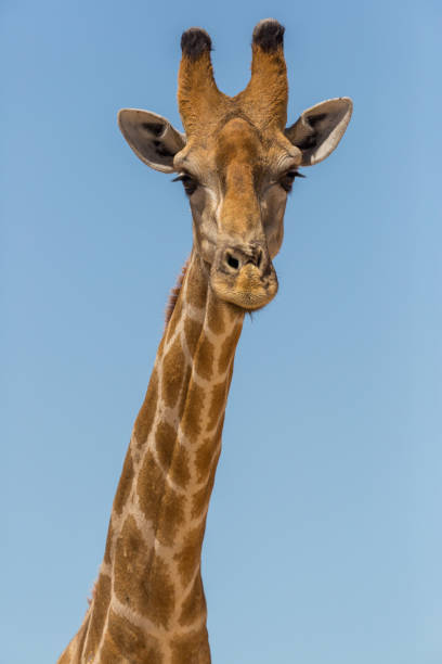 istock front view portrait male giraffe neck and head, blue sky 1095309034