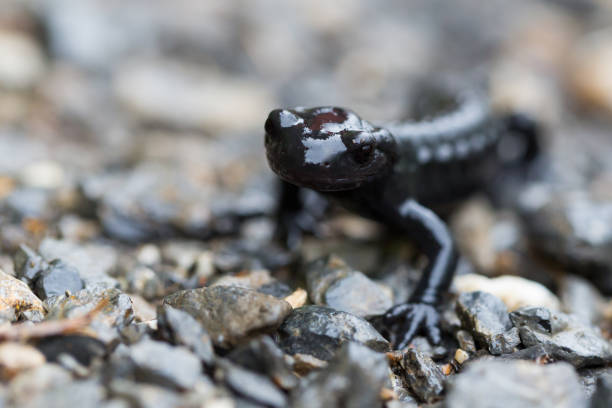 istock macro of black alpine salamander (salamandra atra) 1095309164