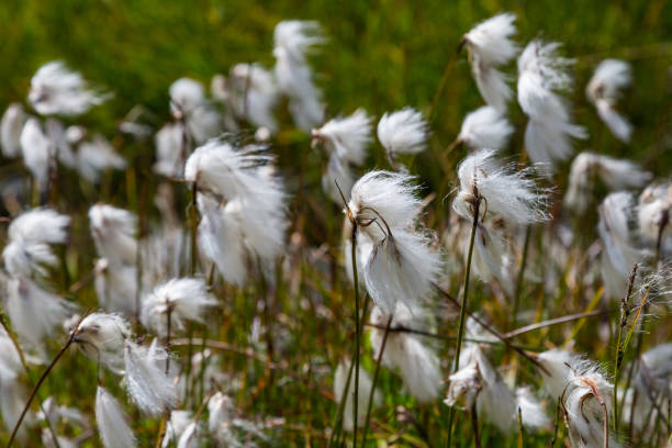 white bloom of natural cotton grass (eriophorum) in green meadow - cotton grass sedge grass nature imagens e fotografias de stock