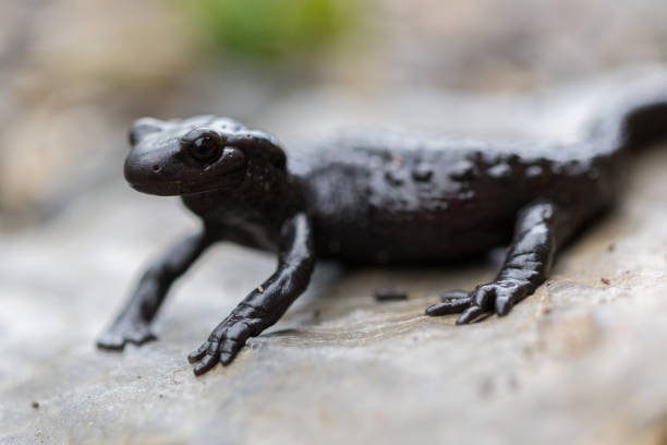 istock close side view portrait black alpine salamander (salamandra atra) 1095309286