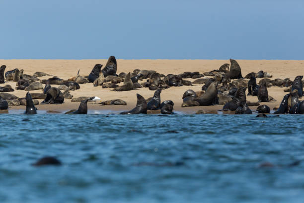 istock wild eared seals colony (otariidae) in Namibia, water, coast 1095312666