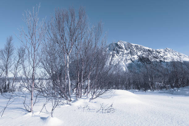 istock Frozen winter tree in North Norway in full sunlight 1095312766