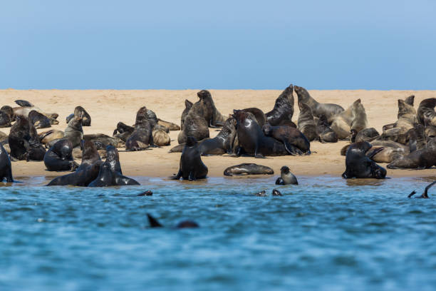 istock many wild eared seals (otariidae) on sandy coast in Namibia, blue water 1095312890