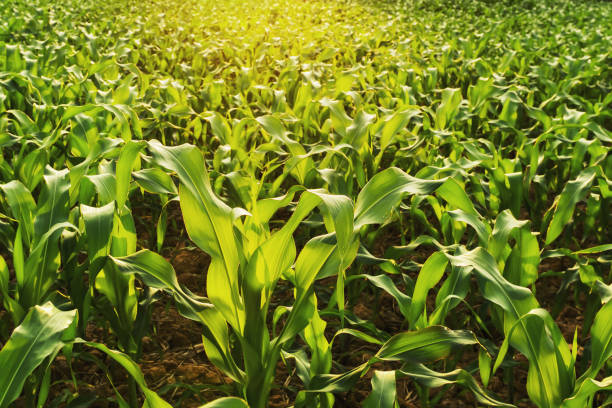 istock corn field and sunset. agriculture concept 1095315722
