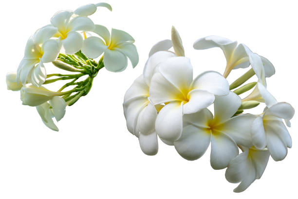 istock White plumeria flowers 1095315746