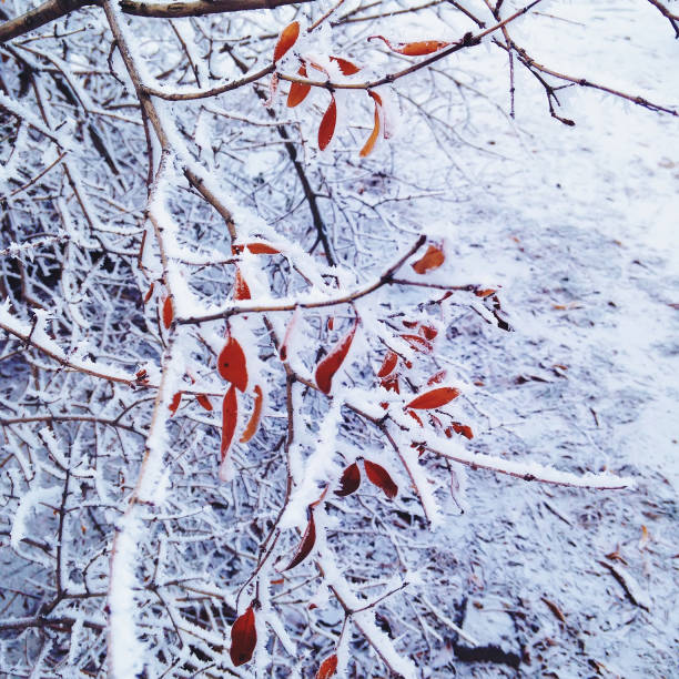 Branch of a tree with red leaves in the snow