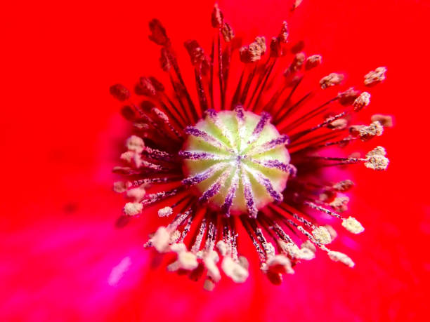 The core of the poppy