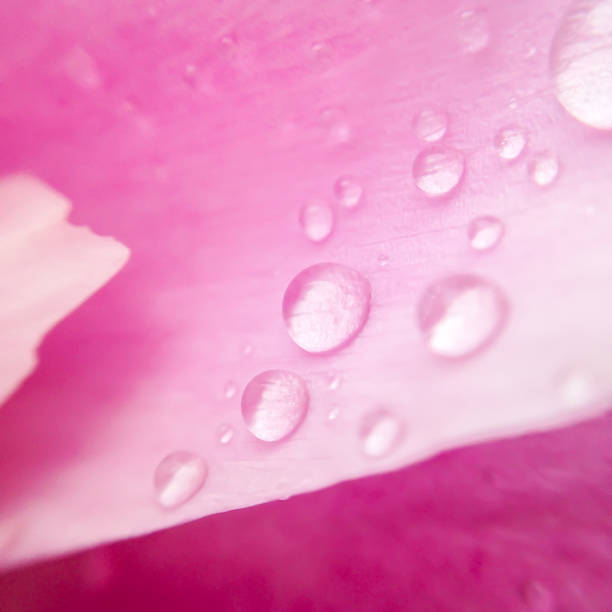 istock Water droplets on a peony petal. Macro 1095317382
