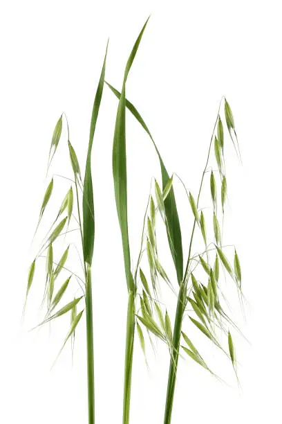 Photo of Green wild oats