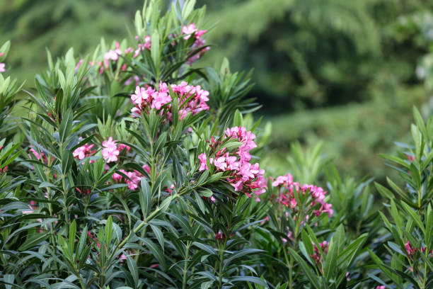 istock Pink oleander flowers and leaves 1095318484