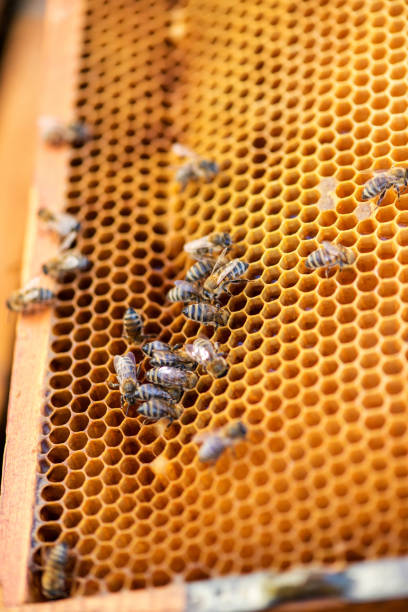 istock closeup of bees on honeycomb in apiary 1095321826