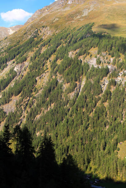 istock forest line on the high mountain 1095323026