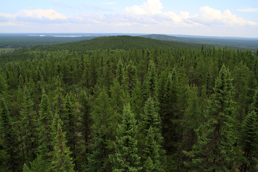 Canada shield is covered by boreal forests