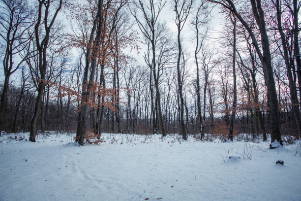 Wintertime, frozen