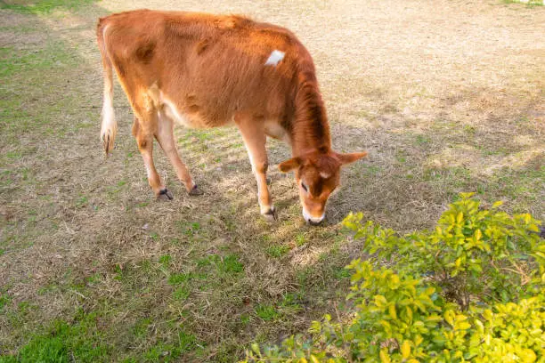 Young cow calf walking in the ground