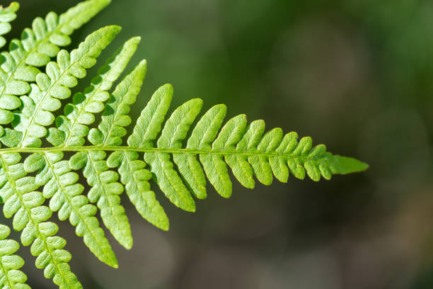 Green fern Pteridium