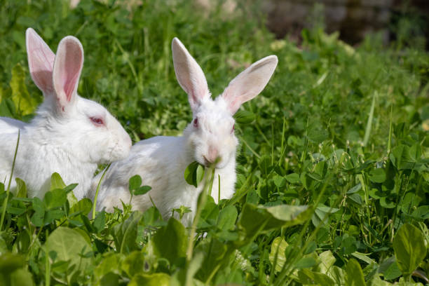 istock Cute bunny rabbit sitting on green grass in garden 1095328744