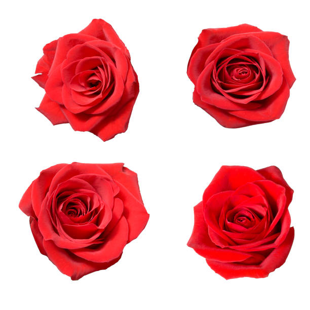 istock four beautiful buds of red roses. isolated on white background 1095331406