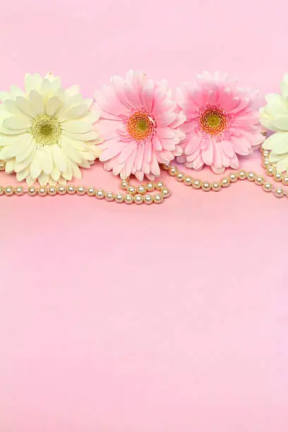 line of white and pink gerbera