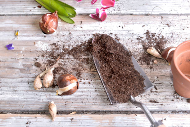 istock shovel full of soil and bulbs 1095332826