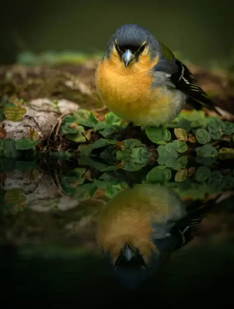 Azorean bullfinch with a reflection in water on sao jorge island, the Azores.