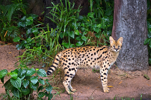 Serval wild cat  in the wild nature of the forest.