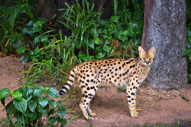 Serval wild cat  in the wild nature of the forest. stock photo
