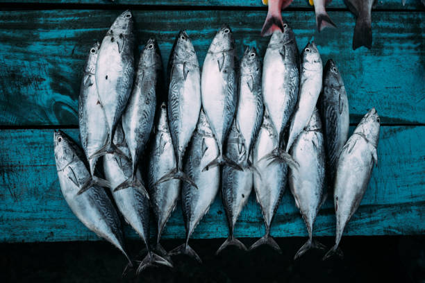 istock The market for marine fish 1095337586