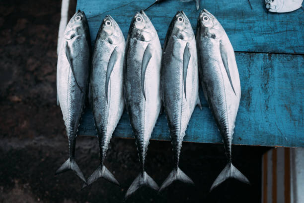 The market for marine fish stock photo
