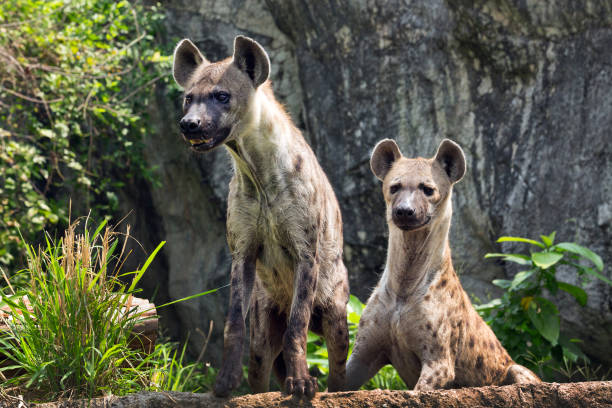 istock Spotted hyena in the wild nature. 1095337710