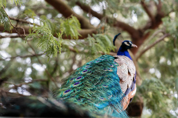 Beautiful peacock tail close-up in arboretum park Sochi. Pavo cristatus in city garden arboretum stock pictures, royalty-free photos & images