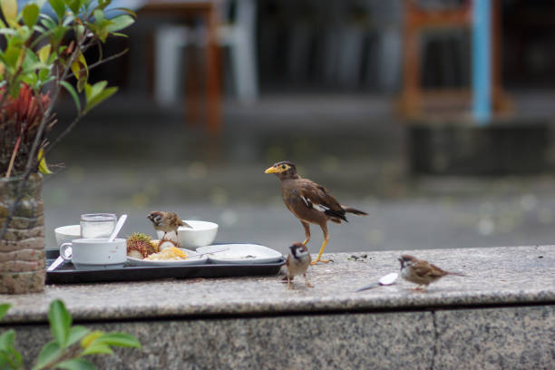 istock One young myna and three sparrows explore the left tray with dirty dishes 1095338954