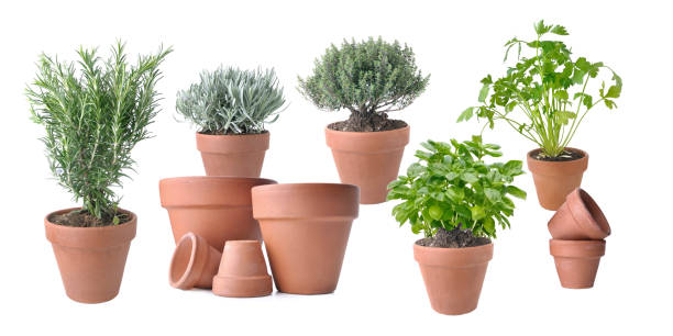 istock aromatic plant potted with terracota pots 1095339202