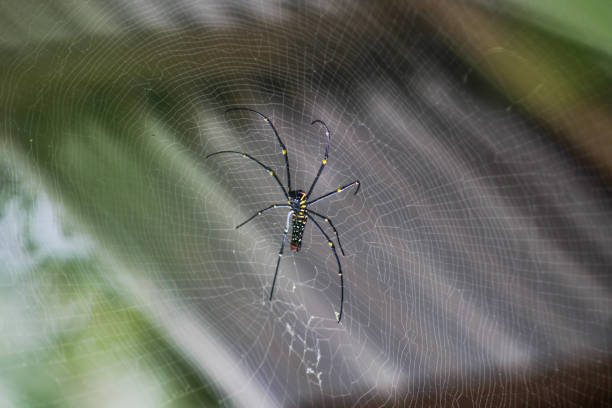 istock Poisonous spider in the jungle in Indonesia 1095346862